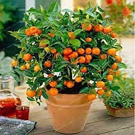 Fruit Seeds Orange Tree Seeds Dwarf Washington Navel Grow Indoors or Outdoors Non - GMO Easy to Grow Home Garden Plant - 30 Seeds