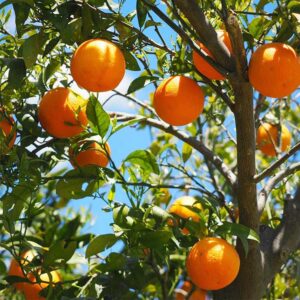 QAUZUY GARDEN 30 Fruit Seeds Orange Tree Seeds Dwarf Washington Navel Grow Indoors or Outdoors Non-GMO Home Garden Garden