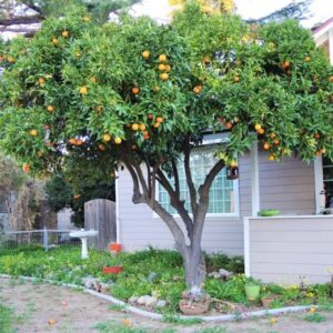 QAUZUY GARDEN 30 Fruit Seeds Orange Tree Seeds Dwarf Washington Navel Grow Indoors or Outdoors Non-GMO Home Garden Garden