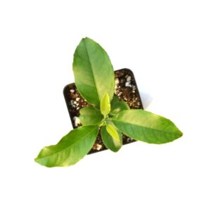 Nules Clementine Starter Plant. Citrus Clementina. 3" - 5"