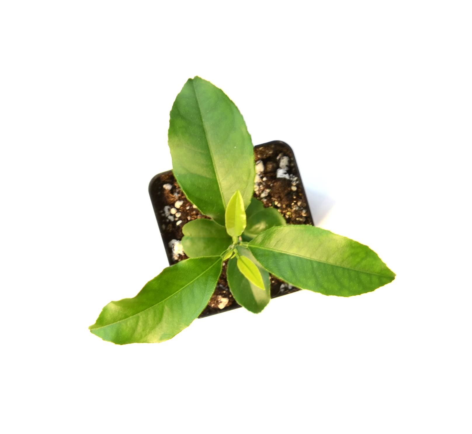 Nules Clementine Starter Plant. Citrus Clementina. 3" - 5"