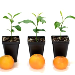 Nules Clementine Starter Plant. Citrus Clementina. 3" - 5"