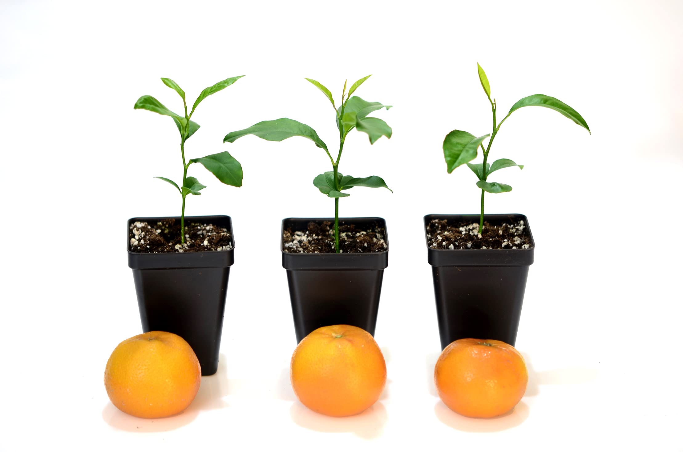 Nules Clementine Starter Plant. Citrus Clementina. 3" - 5"