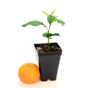 Nules Clementine Starter Plant. Citrus Clementina. 3" - 5"