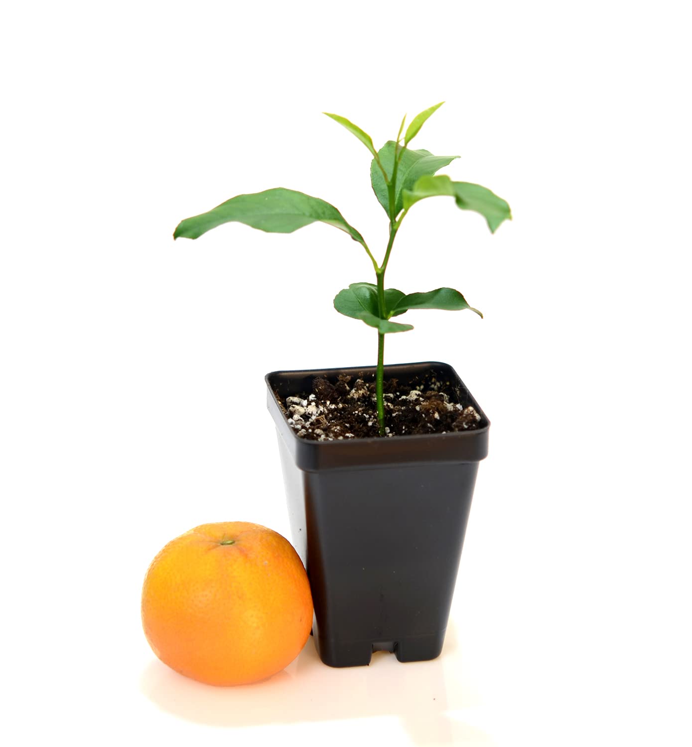 Nules Clementine Starter Plant. Citrus Clementina. 3" - 5"