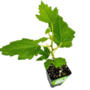 beer's black fig tree (dwarf habit) live plant - ficus carica 'beer's black' - wellspring gardens - cold-hardy fig, dwarf fig tree, compact fig plant - fruit bearing starter tree