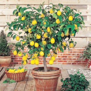 YEGAOL Garden 35Pcs Meyer Dwarf Lemon Tree Seeds Fragrant Broadleaf Evergreen Tree Low Maintenance Attract Bees & Butterflies Containers Potted Garden Plant Fruit Seeds