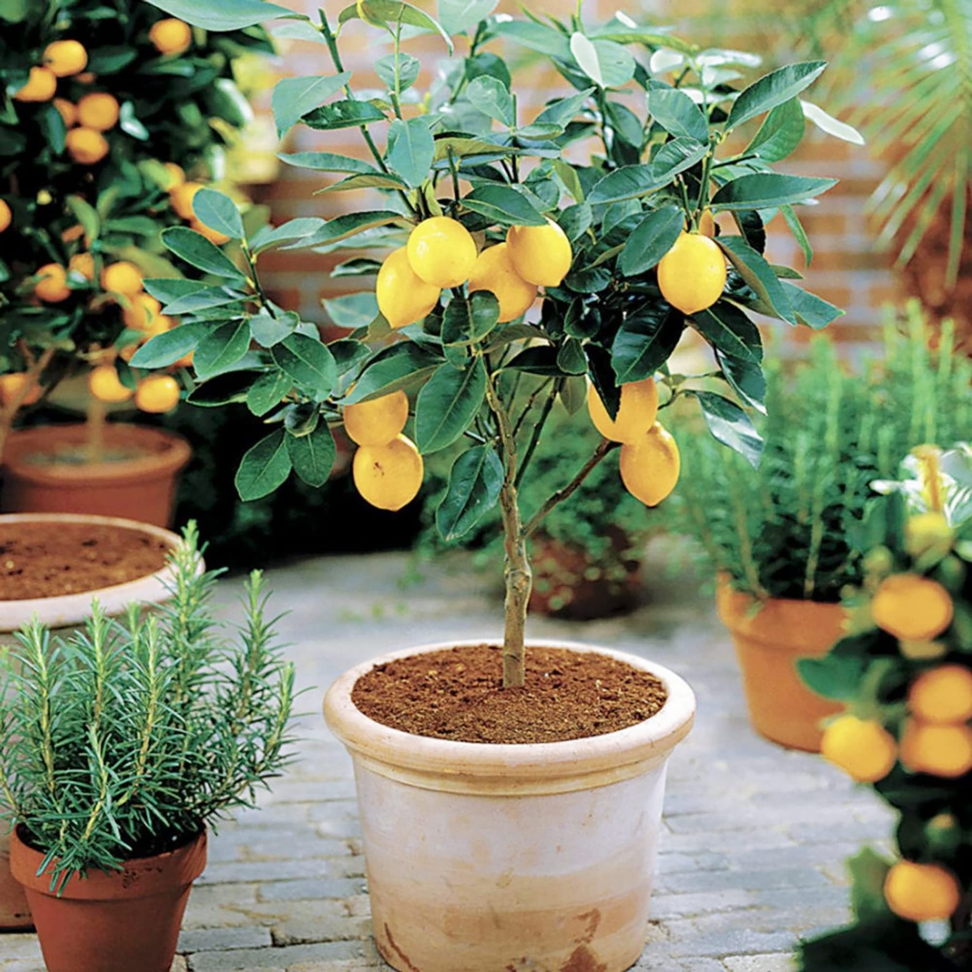 YEGAOL Garden 35Pcs Meyer Dwarf Lemon Tree Seeds Fragrant Broadleaf Evergreen Tree Low Maintenance Attract Bees & Butterflies Containers Potted Garden Plant Fruit Seeds