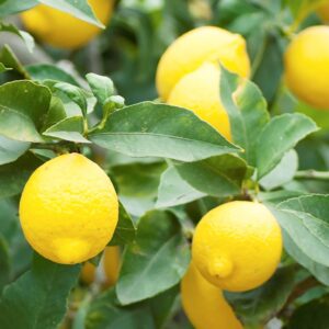 YEGAOL Garden 35Pcs Meyer Dwarf Lemon Tree Seeds Fragrant Broadleaf Evergreen Tree Low Maintenance Attract Bees & Butterflies Containers Potted Garden Plant Fruit Seeds