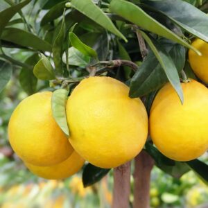 YEGAOL Garden 35Pcs Meyer Dwarf Lemon Tree Seeds Fragrant Broadleaf Evergreen Tree Low Maintenance Attract Bees & Butterflies Containers Potted Garden Plant Fruit Seeds