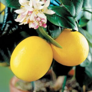 YEGAOL Garden 35Pcs Meyer Dwarf Lemon Tree Seeds Fragrant Broadleaf Evergreen Tree Low Maintenance Attract Bees & Butterflies Containers Potted Garden Plant Fruit Seeds