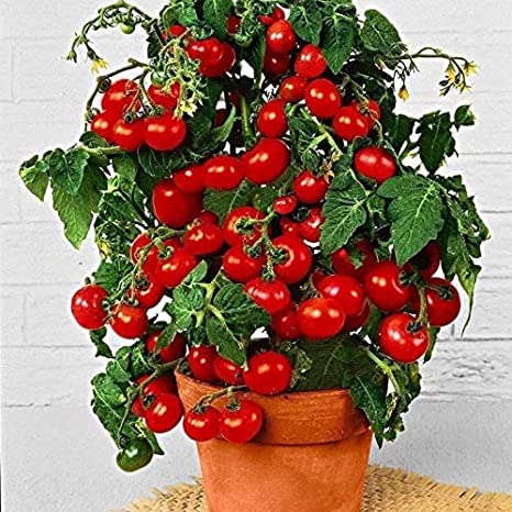 Dwarf Bush Cherry Tomato Seeds for Planting - 100+ Seeds - Amazing Taste - Great for Salads - Made in USA. Ships from Iowa. Dwarf Fruit Seeds