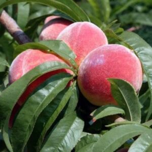 CHUXAY GARDEN Dwarf Bonanza Peaches,Peach Fruit Tree 10 Seeds Sweet Fruit Gardening Fresh Non-transgenic Edible Great for Garden