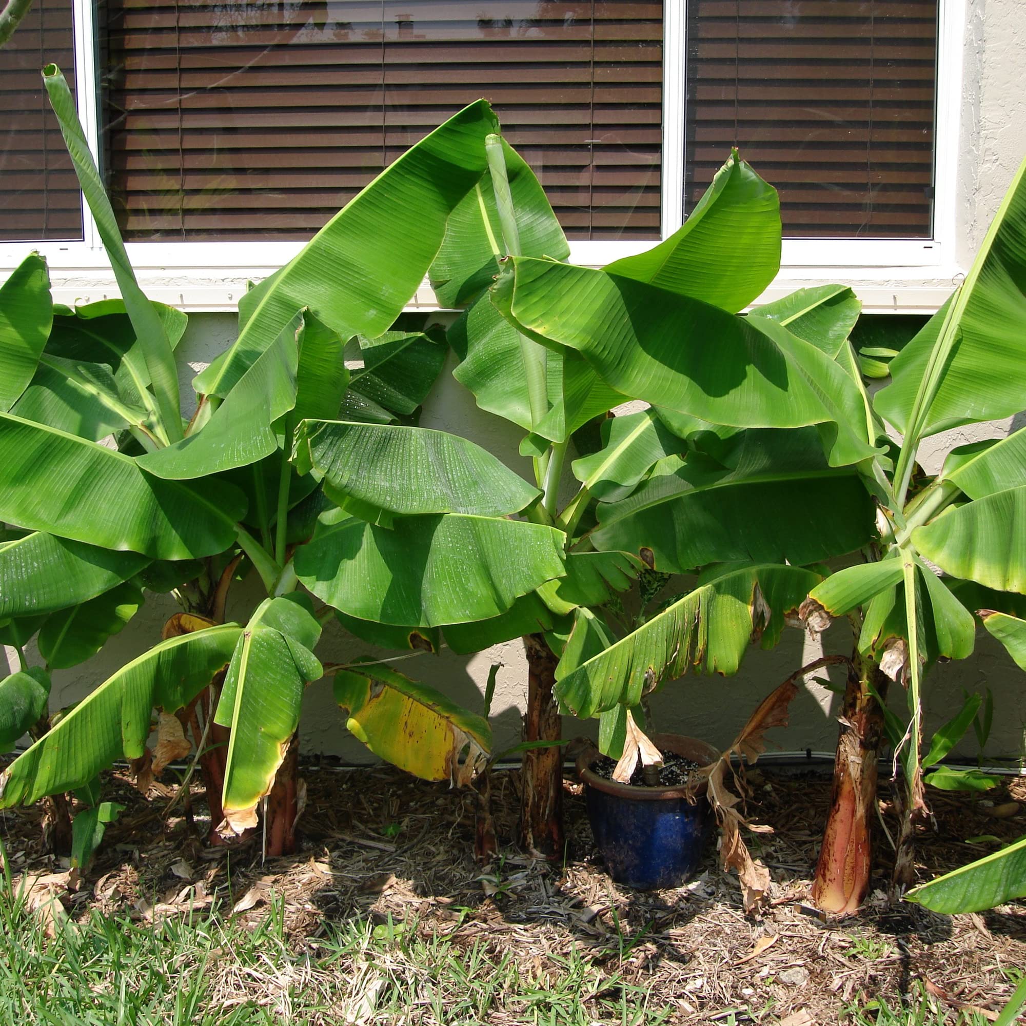 Dwarf Cavendish Banana Seeds Dwarf Musa Acuminata Tropical Specimen Fast Growing Container Indoor Outdoor 10Pcs Fruit Tree Seeds by YEGAOL Garden