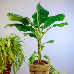 Dwarf Cavendish Banana Seeds Dwarf Musa Acuminata Tropical Specimen Fast Growing Container Indoor Outdoor 10Pcs Fruit Tree Seeds by YEGAOL Garden