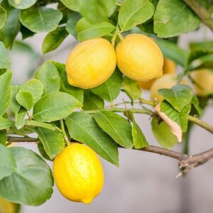 YEGAOL Garden Dwarf Lemon Tree Seeds 50Pcs Fruit Seeds Non-GMO Organic Self-Pollinating Fragrant Indoor Balcony Potted Plant