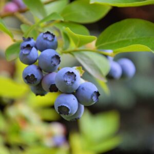 TriStar Plants - Blueberry 'Highbush/Sweeheart' - 1 Quart Trade Pot, NO SHIP CALIFORNIA - edible fruit, fruit tree, homestead garden