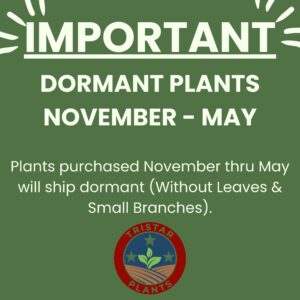 TriStar Plants - Blueberry 'Highbush/Sweeheart' - 1 Quart Trade Pot, NO SHIP CALIFORNIA - edible fruit, fruit tree, homestead garden