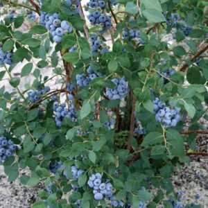 TriStar Plants - Blueberry 'Highbush/Sweeheart' - 1 Quart Trade Pot, NO SHIP CALIFORNIA - edible fruit, fruit tree, homestead garden