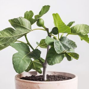 Fignomenal Dwarf Fig Live Plant - Ficus carica - Wellspring Gardens Starter Potted Plant for Indoor and Outdoor Home Decor, Gift Essential for House