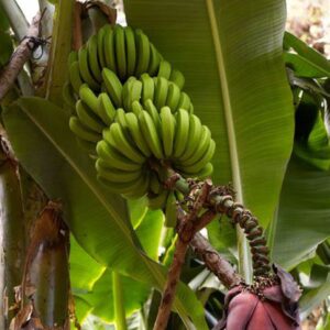 chuxay garden musa acuminata,banana fruit tree 10 seeds dwarf houseplant sweet fruit green health grows in garden and pots gardening