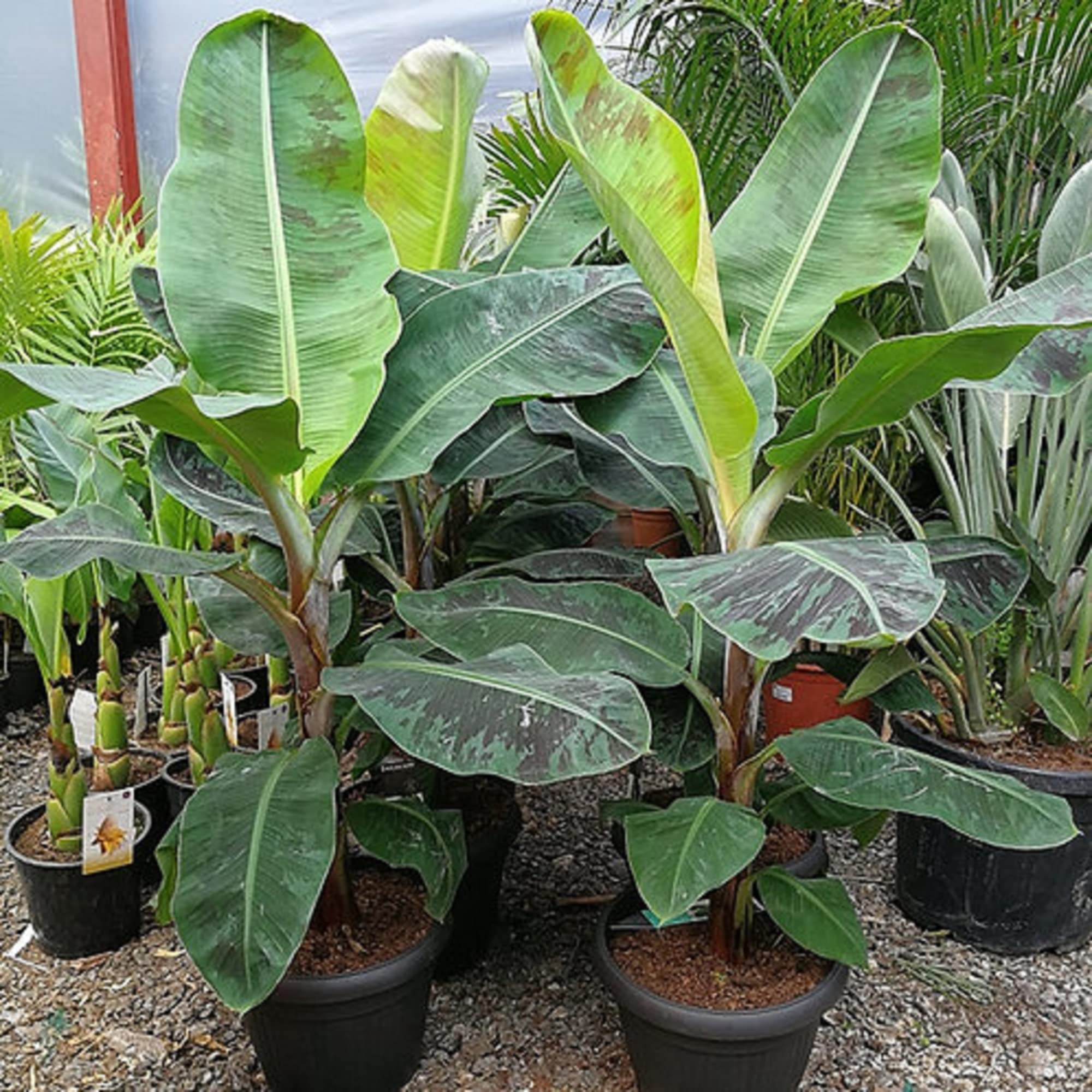 CHUXAY GARDEN Musa Acuminata,Banana Fruit Tree 10 Seeds Dwarf Houseplant Sweet Fruit Green Health Grows in Garden and Pots Gardening