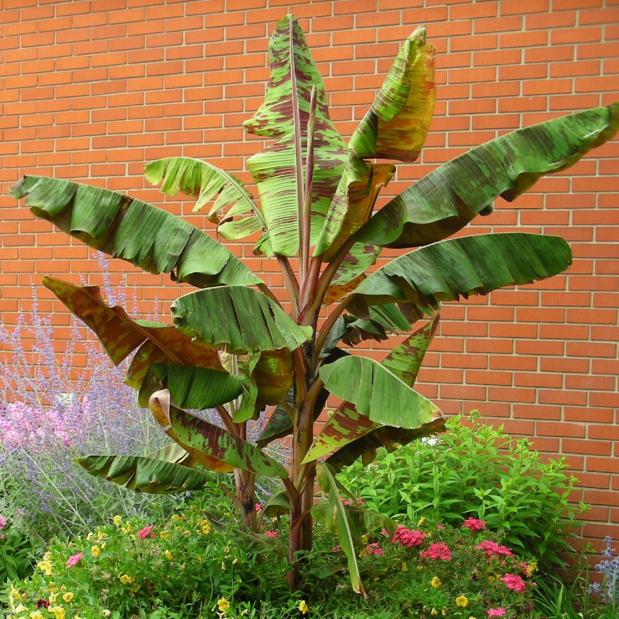 CHUXAY GARDEN Musa Acuminata,Banana Fruit Tree 10 Seeds Dwarf Houseplant Sweet Fruit Green Health Grows in Garden and Pots Gardening