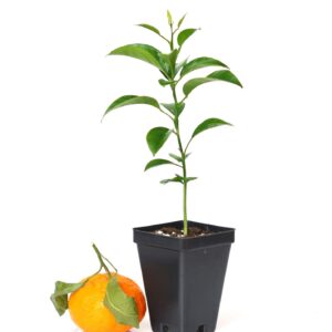 Satsuma Mandarin Tree - XL. Citrus unshiu. 6" - 10"