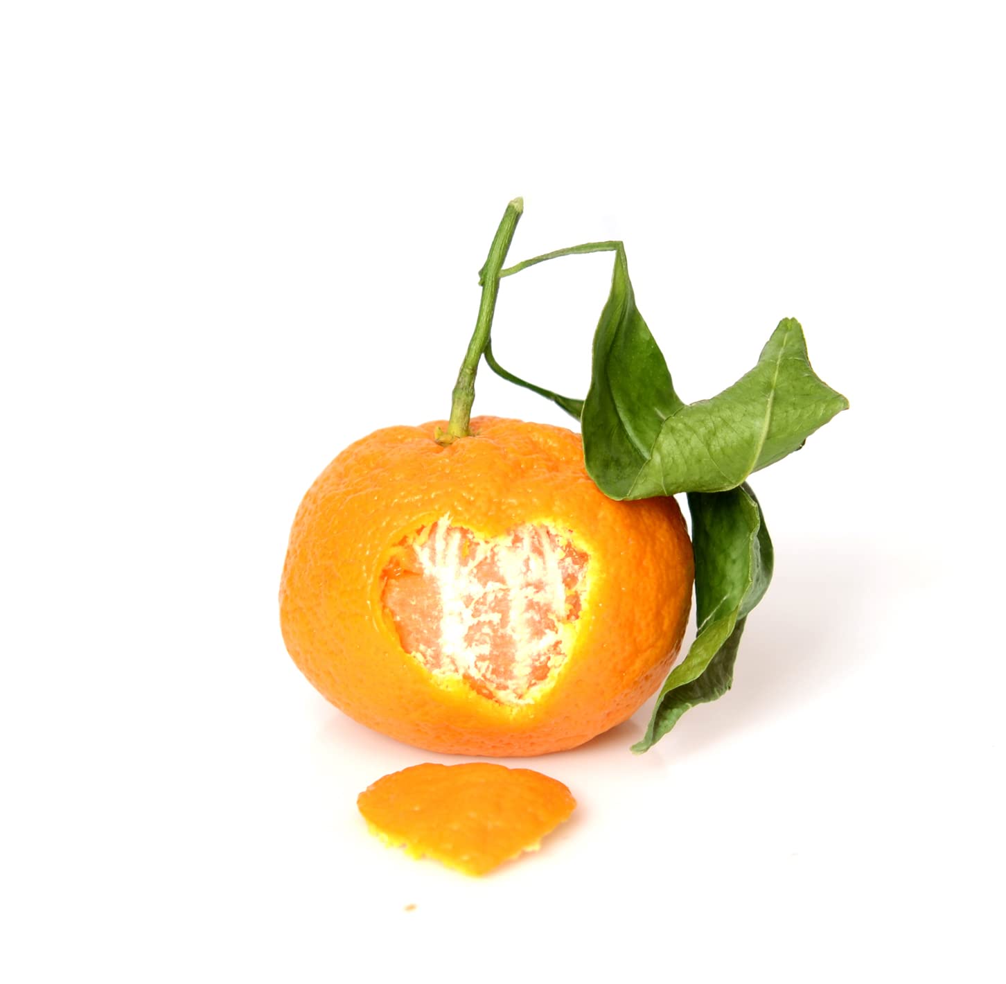 Satsuma Mandarin Tree - XL. Citrus unshiu. 6" - 10"