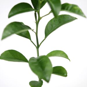 Satsuma Mandarin Tree - XL. Citrus unshiu. 6" - 10"