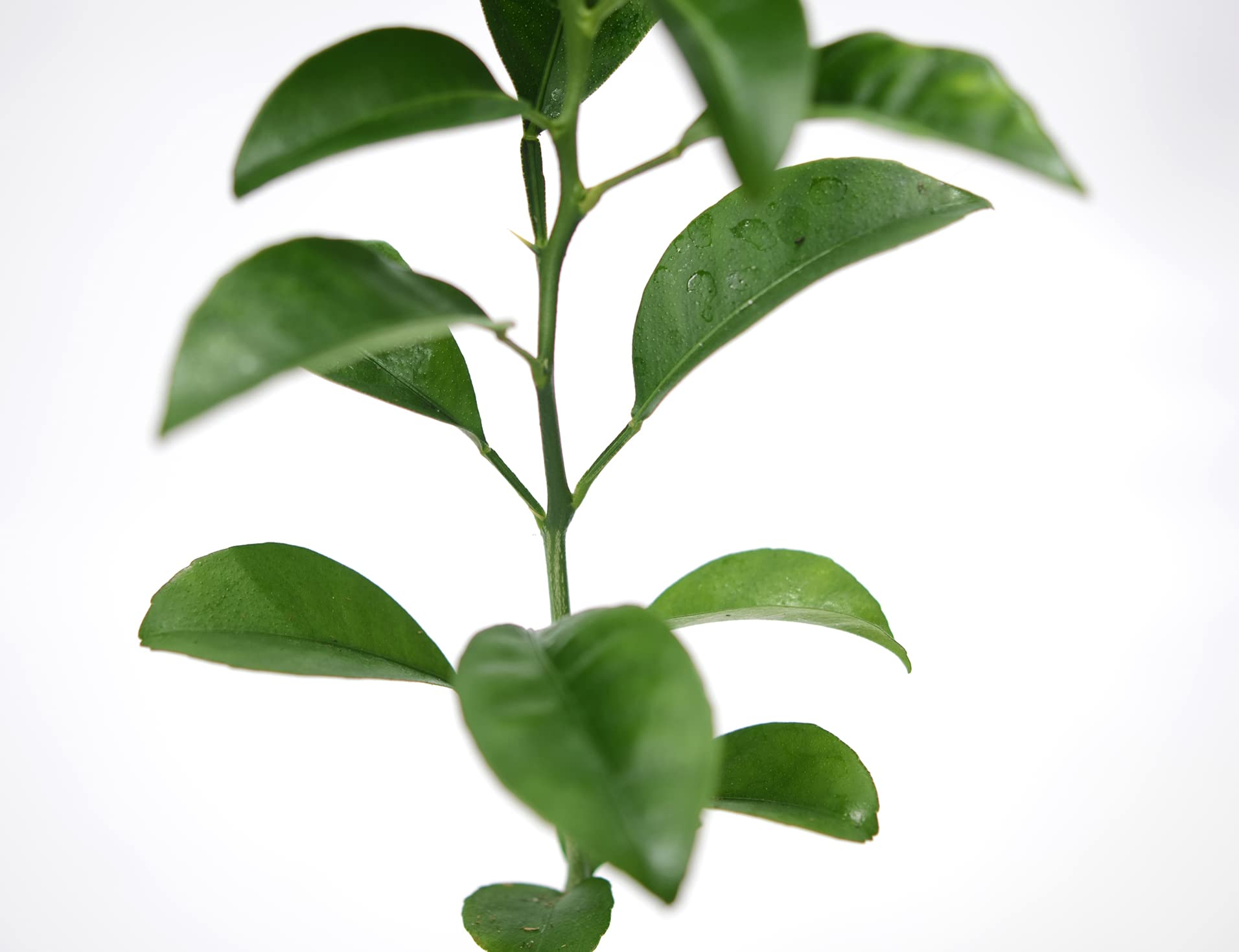 Satsuma Mandarin Tree - XL. Citrus unshiu. 6" - 10"