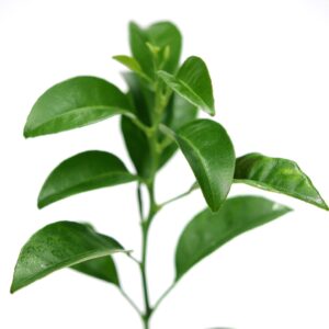 Satsuma Mandarin Tree - XL. Citrus unshiu. 6" - 10"