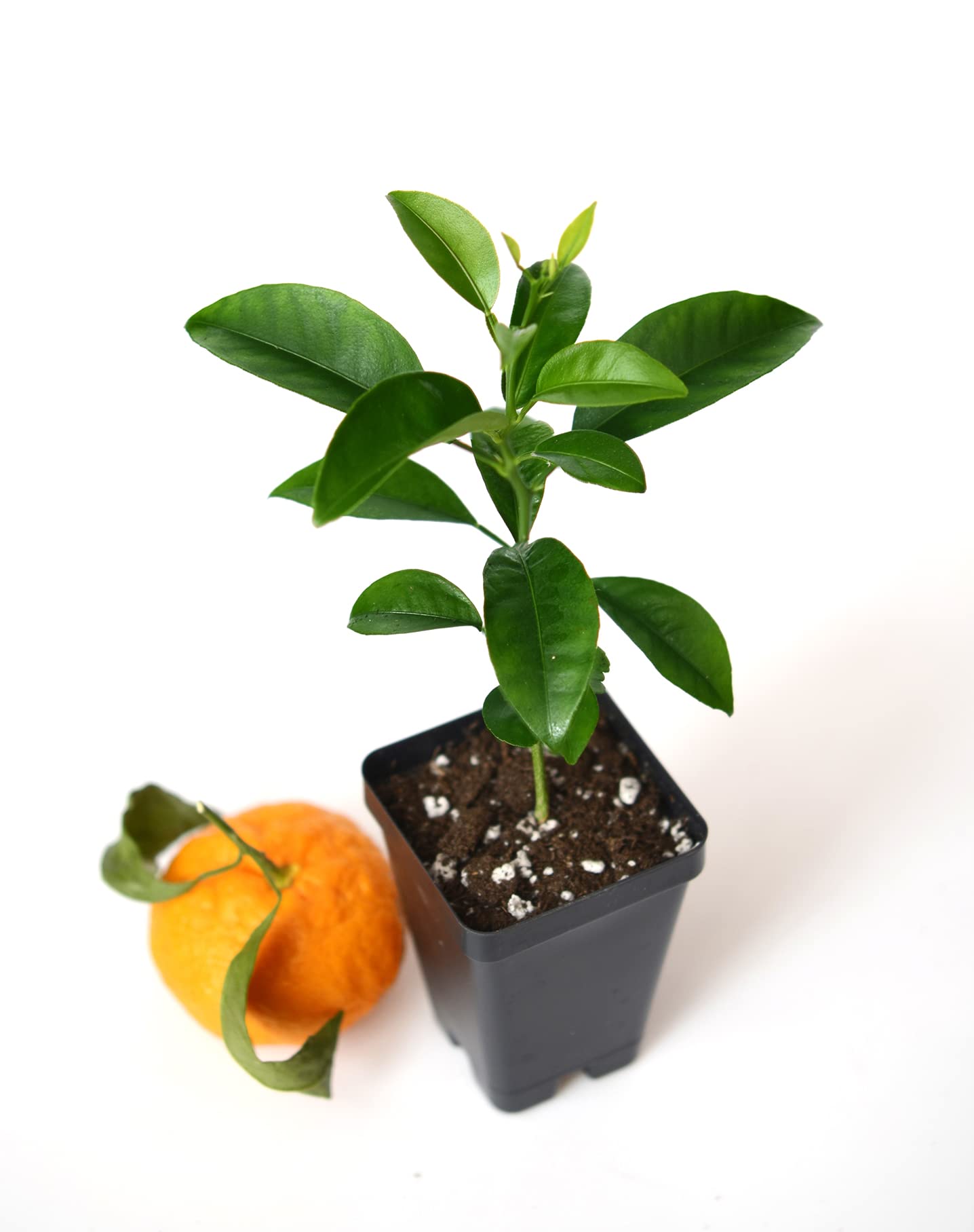 Satsuma Mandarin Tree - XL. Citrus unshiu. 6" - 10"