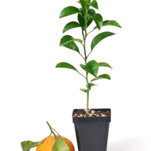 Satsuma Mandarin Tree - XL. Citrus unshiu. 6" - 10"