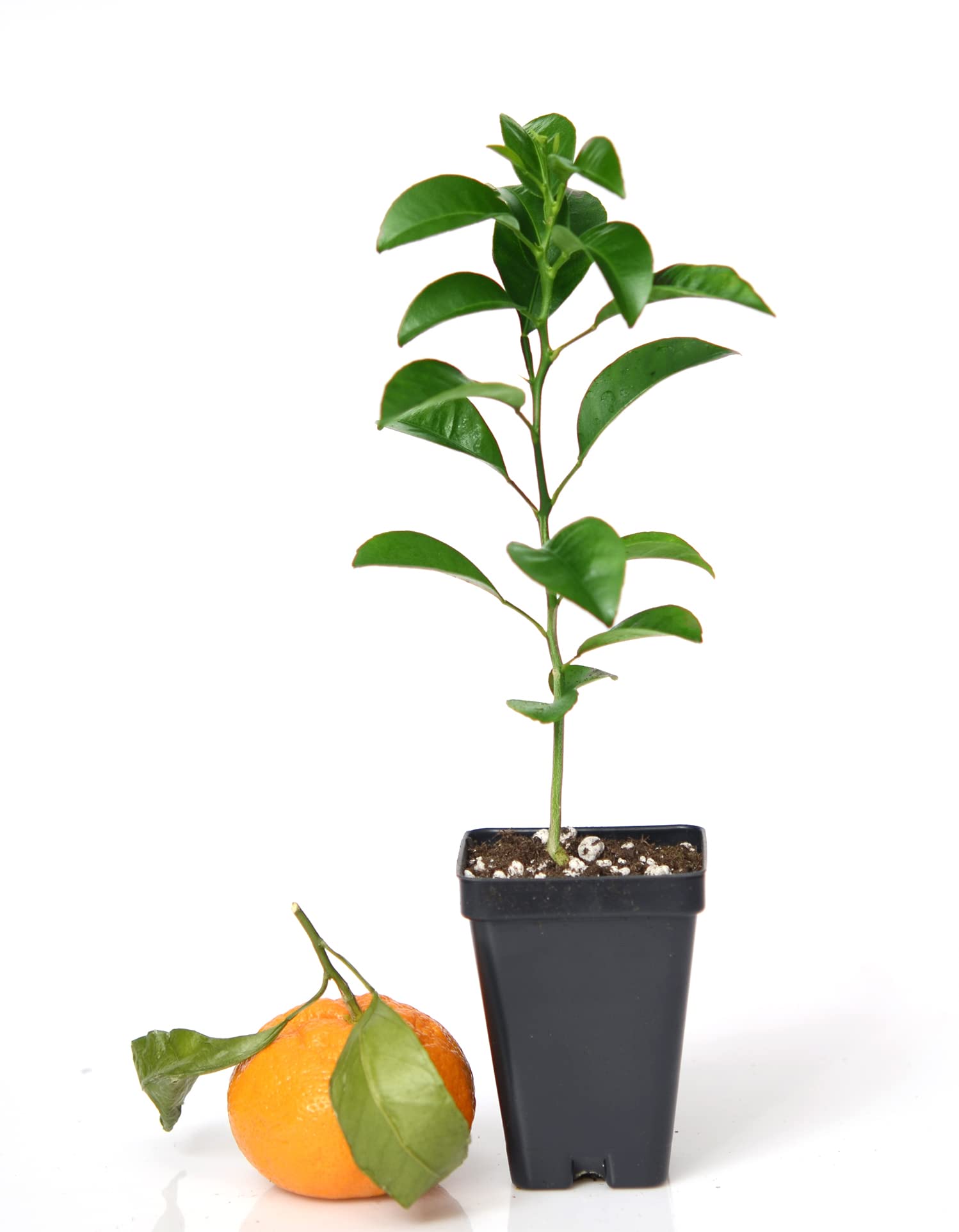 Satsuma Mandarin Tree - XL. Citrus unshiu. 6" - 10"