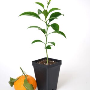 Satsuma Mandarin Tree - XL. Citrus unshiu. 6" - 10"