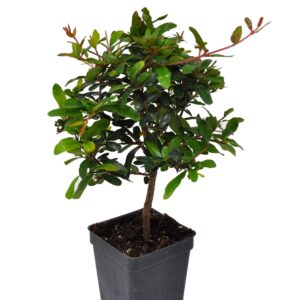 punica granatum 'nana', dwarf pomegranate, carthaginian apple, dwarf pomegranate bonsai tree, compact flowering tree, flowering and fruiting, containersize: 3" (2.6x3.5")