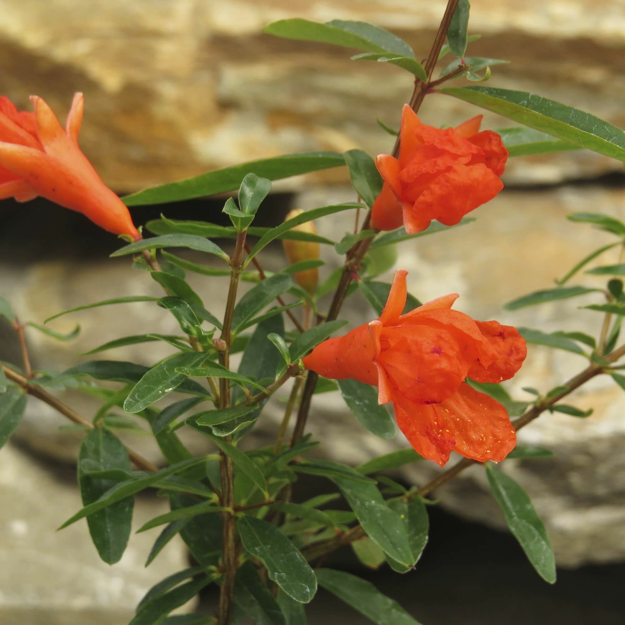 Punica granatum 'Nana', Dwarf Pomegranate, Carthaginian Apple, Dwarf Pomegranate Bonsai Tree, compact flowering tree, flowering and fruiting, ContainerSize: 3" (2.6x3.5")