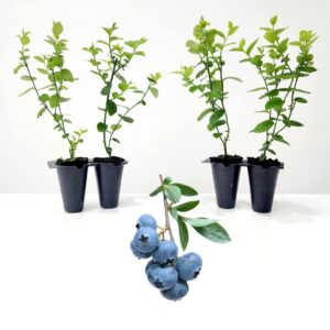 blueberry plant "biloxi" set of 4 starter live plants