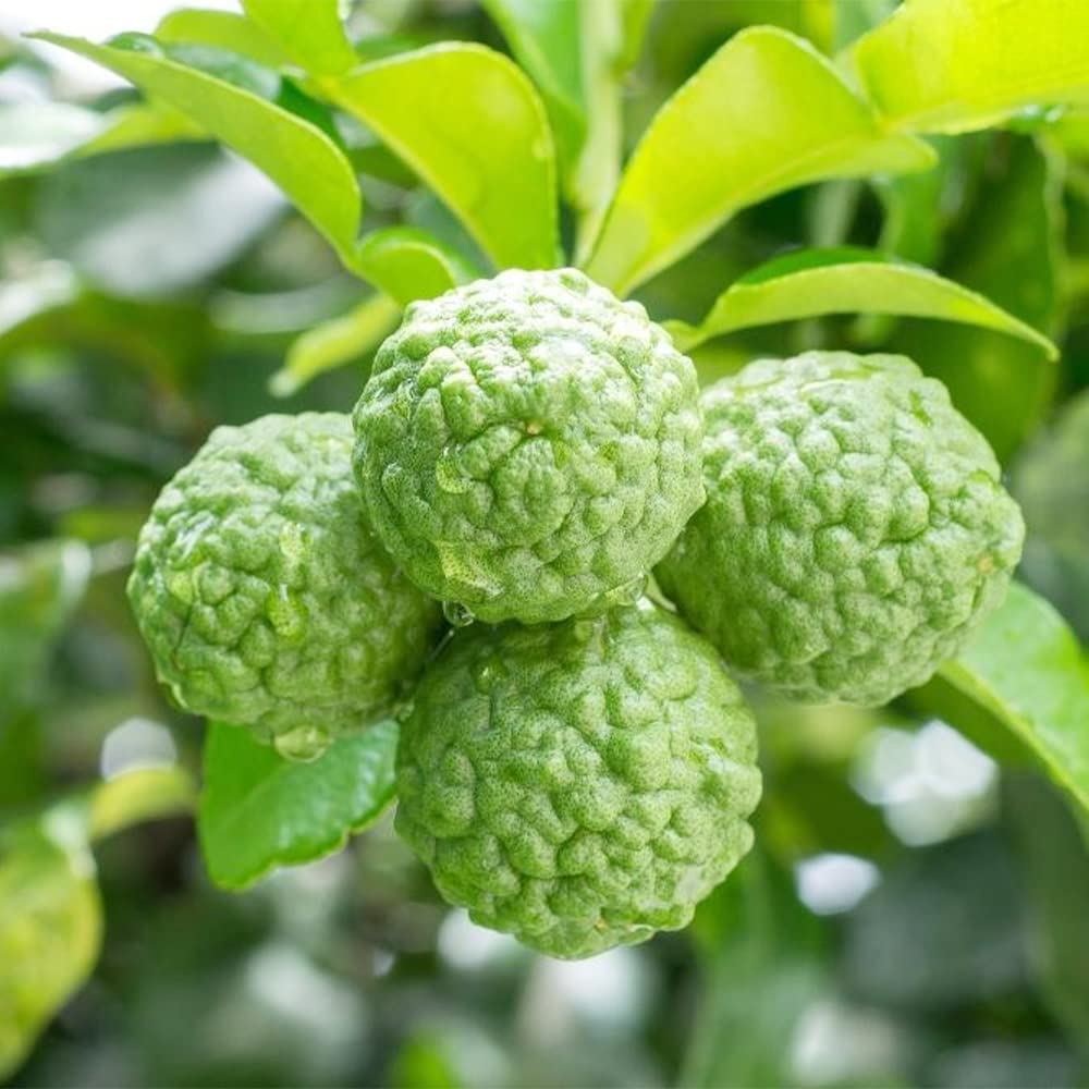 QAUZUY GARDEN 30+ Seeds Lime Fruit Tree Shrub Seeds Non-GMO Seeds Nutritious Dwarf Lemon Bonsai Tree Seeds for Planting Outdoor/Indoor Easy to Grow