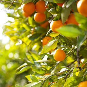 Dwarf Valencia Orange Seeds Fragrant Sweet Juicy GMO Free Patio Courtyard Outdoor Containers 15Pcs Fruit Tree Seeds by YEGAOL Garden