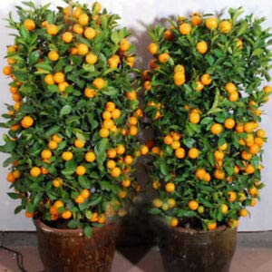 elwyn 10pcs/lot balcony patio potted fruit trees planted seeds kumquat orange tangerine citrus 2