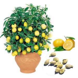 20pcs/Bag Lemon Tree Seeds Plants Fruit Seeds High Survival Rate Fruit Tree Seeds Plant for Home Garden Backyard