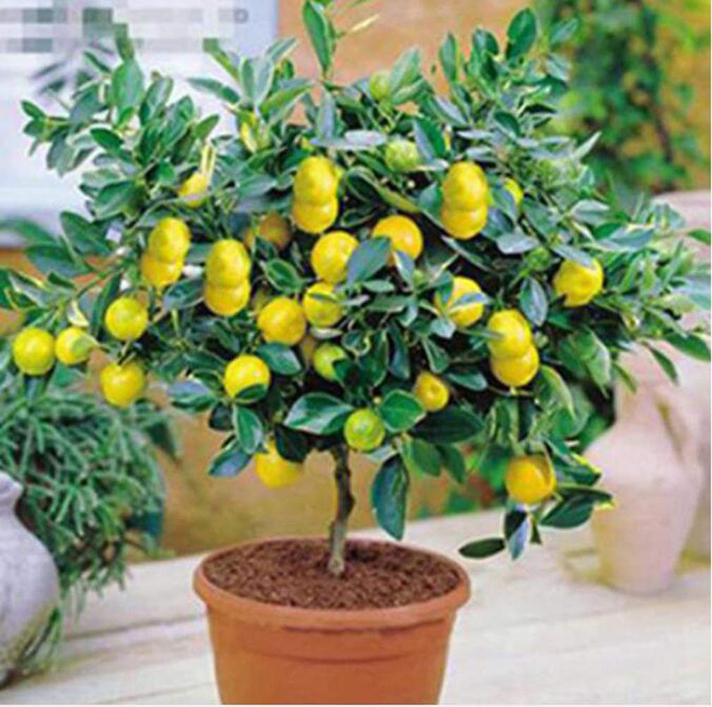 20pcs/Bag Lemon Tree Seeds Plants Fruit Seeds High Survival Rate Fruit Tree Seeds Plant for Home Garden Backyard