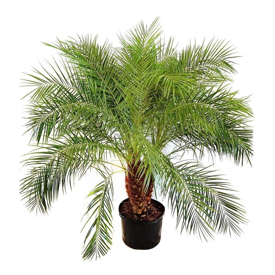 10 PYGMY Date Palm Phoenix Roebelenii Dwarf Miniature Ornamental Fruit Tree Houseplant Seeds