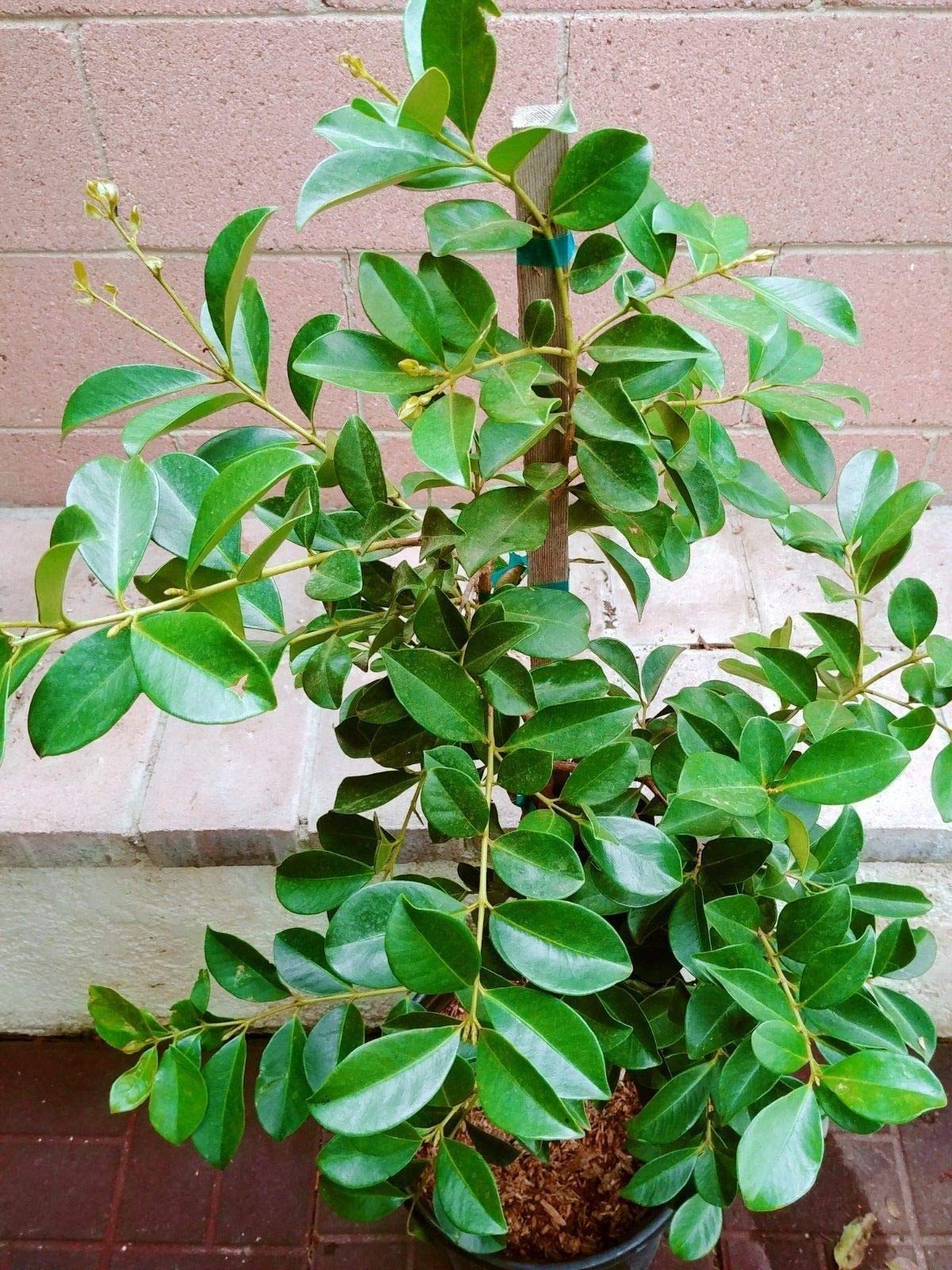 Strawberry Guava Tropical Fruit Trees