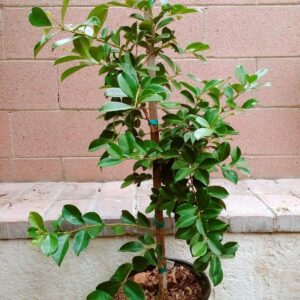 Strawberry Guava Tropical Fruit Trees