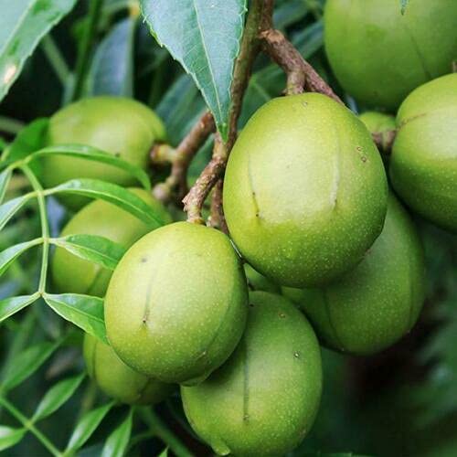 June Plum , JOBO (Spondias mombin) Tropical Fruit Live Tree 12”-24”