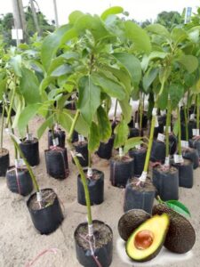 hass avocado tree grafted 2-3 feet tall, avocado live plant for planting