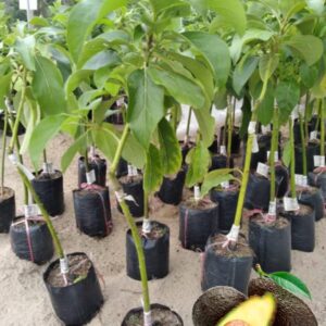 HASS Avocado Tree Grafted 2-3 Feet Tall, Avocado Live Plant for Planting